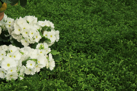 Petunias, Yellow daffodil, pansies, snapdragon and marigold, beautiful flower green grass background black whiteの写真素材
