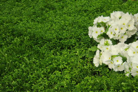 Petunias, Yellow daffodil, pansies, snapdragon and marigold, beautiful flower green grass background black whiteの写真素材