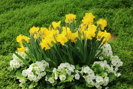 Petunias, Yellow daffodil, pansies, snapdragon and marigold, beautiful flower green grass background black whiteの写真素材