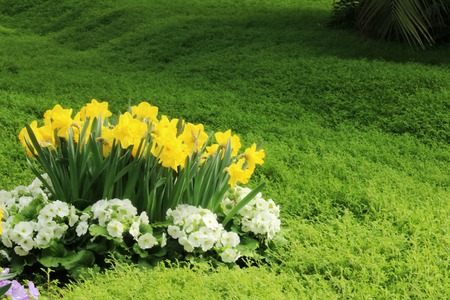 Petunias, Yellow daffodil, pansies, snapdragon and marigold, beautiful flower green grass background black whiteの写真素材