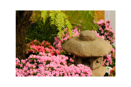 Petunias pink rose, Yellow daffodil, pansies, snapdragon and marigold, beautiful flower green grass background black whiteの写真素材
