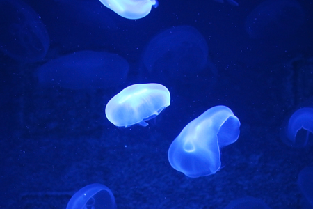 animal blue jellyfishの写真素材