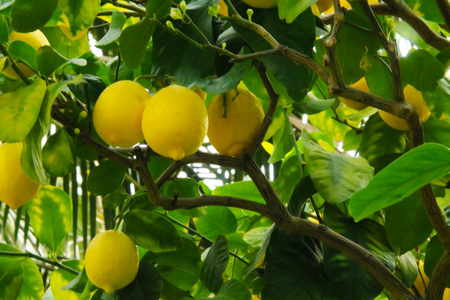 Fresh lemon fruit tree natureの写真素材