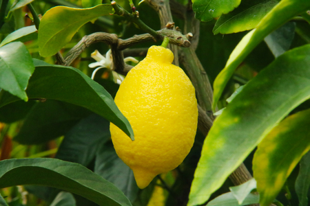 Fresh lemon fruit tree natureの写真素材