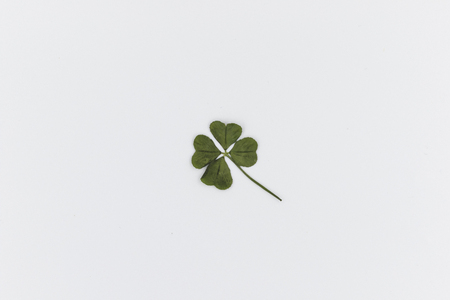 Four leaf clover that I found while sitting on a break at workの写真素材