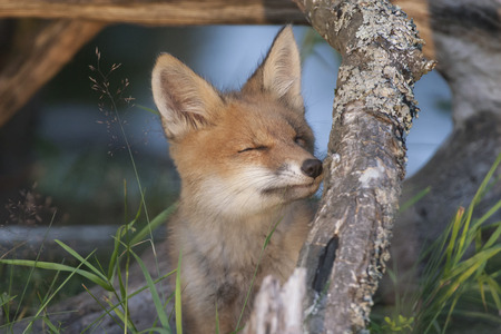 Fox-cub use stem of grass as dental floss.
