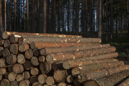 Pile of pine logsの写真素材