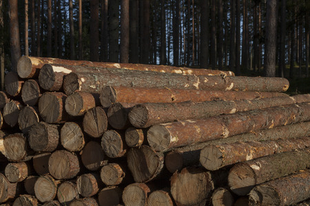 Pile of pine timberの写真素材