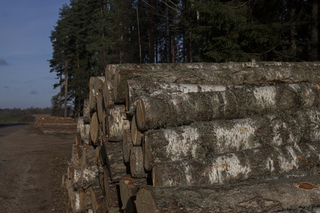 Pile of birch timber at the roadの写真素材