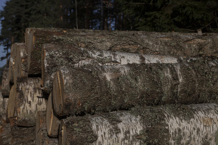 Pile of birch timberの写真素材