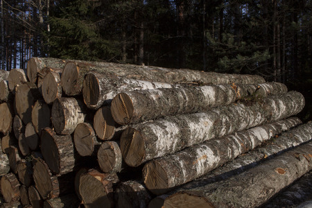 Pile of birch timberの写真素材