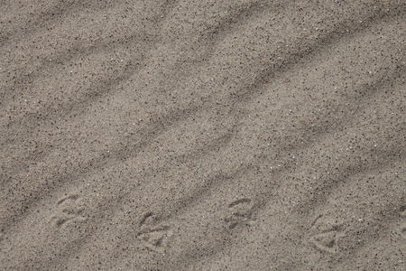 Wavy sand with bird footprints, for backgroundの写真素材