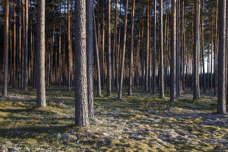 Pine forest in sunsets. Image characteristic for Scots pine forests on sandy soils in northern Europe: Sweden, Finland, Baltic states etc. Forest stand structure is typical for commercial forests.の写真素材