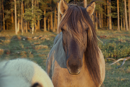 Wild horse portrait in late sunset light.の写真素材