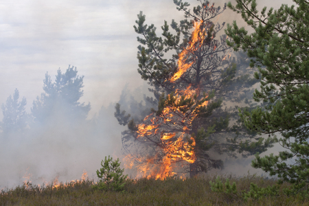 Young pine in flames of fire. Forest fire. Appropriate to visualize wildfires or prescribed burning.の写真素材