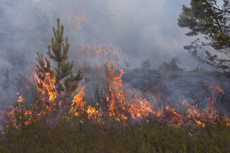 Young pine in flames of fire.の写真素材