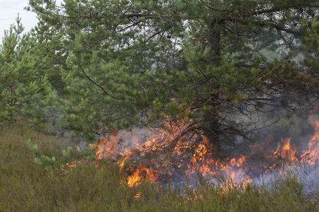 Ground fire under pine. Appropriate to visualize wildfires or prescribed burning.の写真素材