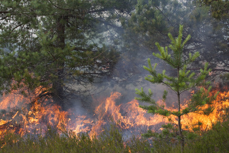 Pine wood fire. Appropriate to visualize wildfires or prescribed burning.の写真素材