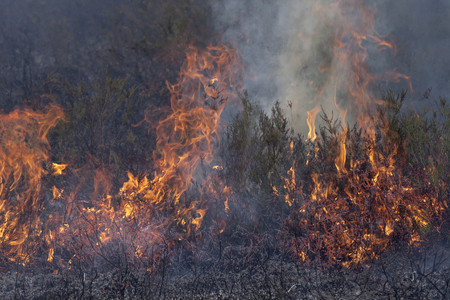 Forest fire. Close up image of heather in fire.の写真素材