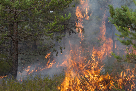 Young pine in flames of fire. Forest fire. Appropriate to visualize wildfires or prescribed burning.の写真素材