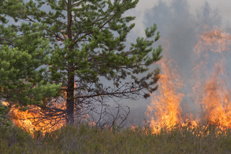 Pine wood and heather in fire.の写真素材