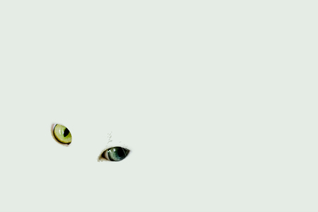 White cat eyes. Odd eyed cat eyes in milk color background.の写真素材