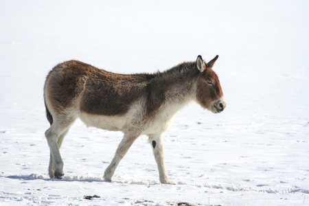 Tibetan wild ass Equus kiang. Tibetan wild ass kiang, khiang in winter.の写真素材