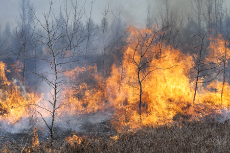 Wood fire. High flames and smoke. Bush fire.の写真素材