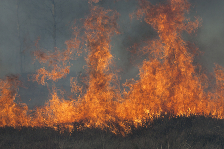 High flames on dark background. Wood fire. Bush fire.の写真素材