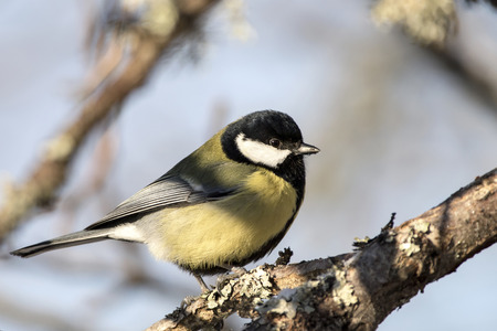 Great Tit (Parus major) on a tree branch in sunny winter day.の写真素材