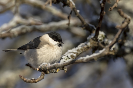 Small bird - Marsh Tit (Poecile (sin. Parus) palustris). It is IUCN Red List specie. Distributed in Europe, UK, east Asia. Winter, snow on the branches. Wildlife in garden.の写真素材