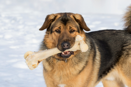 Dog with bone in mouthの写真素材