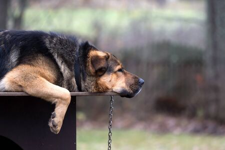 Sad dog on a chain lying on dogs hut. This is crossbreed of Tibetian mastiff and German shepherd dog.の写真素材
