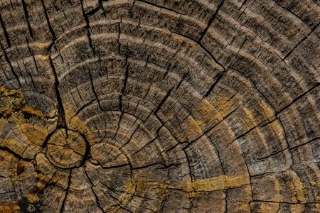 Tree rings and cracks in old gray to yellow pine tree end.の写真素材