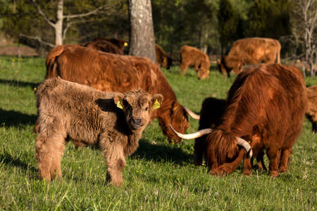 Scottish highland cattle calf staring at cameraの写真素材