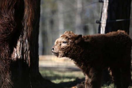 Just born Scottish highland cattle calfの写真素材