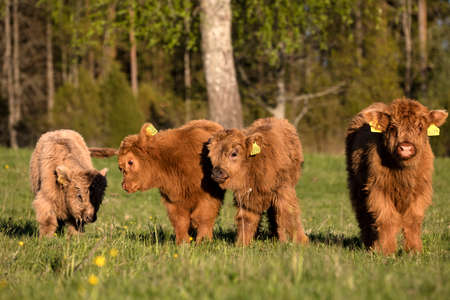 Scottish highland cattle calves staring at cameraの写真素材