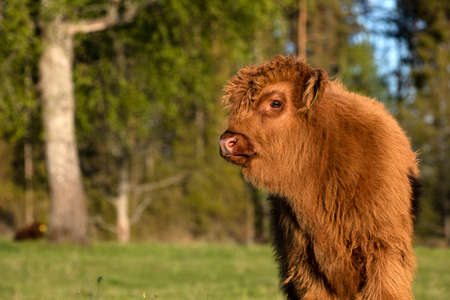 Scottish highland cattle calf staring at cameraの写真素材