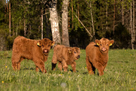 Scottish highland cattle calves staring at cameraの写真素材