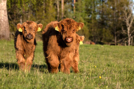 Scottish highland cattle calves staring at cameraの写真素材
