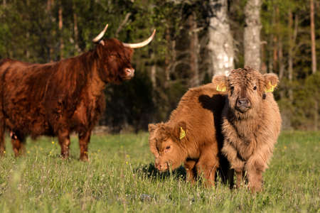 Scottish highland cattle calf staring at cameraの写真素材