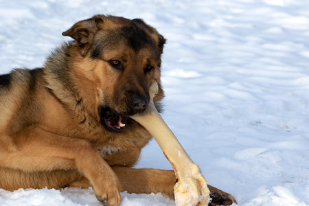 A happy dog gnawing a fresh beef bone. The best safe bones for dogs are unprocessed cattle bones. The dog is crossbreed of Tibetian mastiff and German shepherd dog.の写真素材