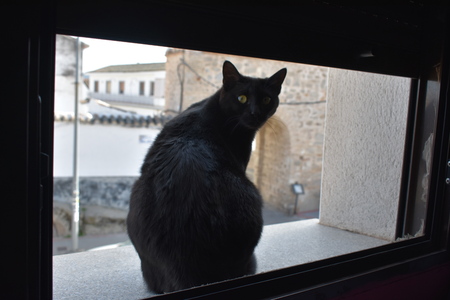Cat in the windowの写真素材