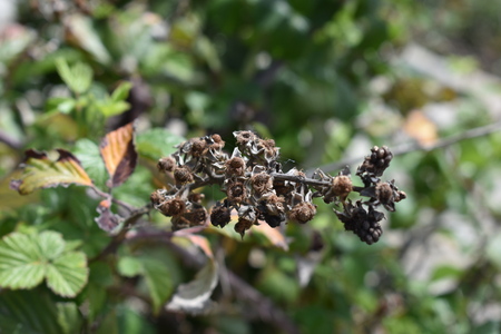 Blackberry dry