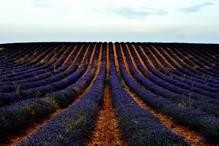 Lavender fields at ground level at duskの写真素材