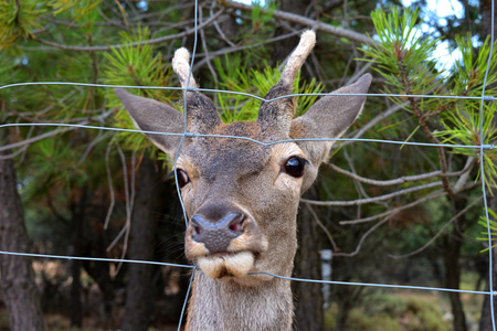 A deer looks nostalgically through a metal grilleの写真素材