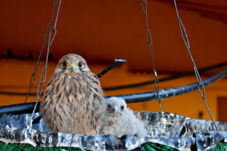 Two kestrels pose in a peculiar nestの写真素材