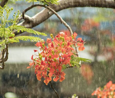 Natural photos: summer, brightly blooming phoenix flowers (Vietnam)