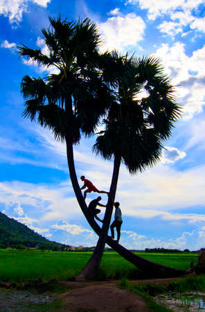 These are art photos. The author captures children playing with palm trees in Tay Ninh province,...