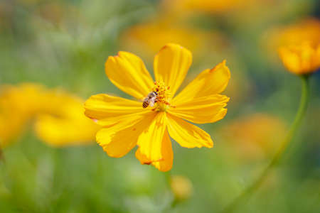 Natural photos: Moss Roses flowers. The author took a series of photos of se se flowers in Tam Da...